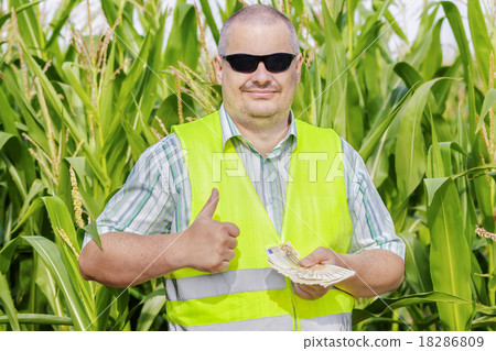 Farmer with money showing thumb up on corn field  18286809