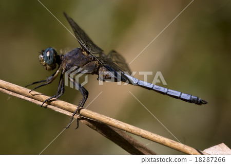 blue dragonfly brachytron pratense 18287266
