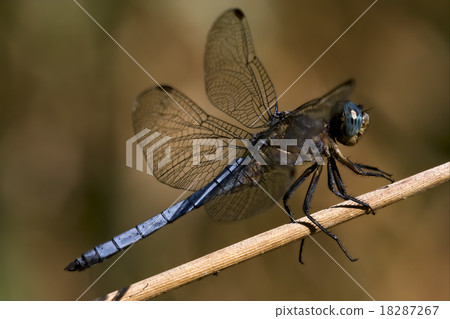 brachytron pratense brachytron pratense 18287267