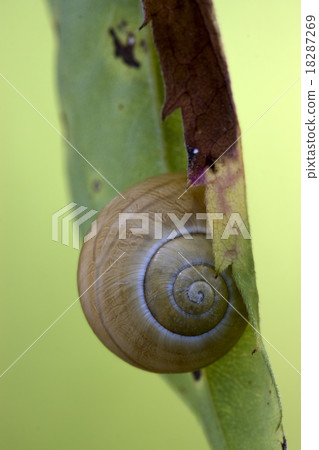 brown snail gastropoda phyla minori brown snail gastropoda phyla minori 18287269