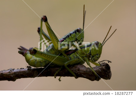 close up of two grasshopper Orthopterous 18287277
