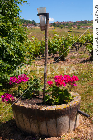 golden stone Beaujolais Village 18287638