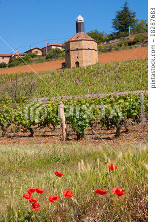 golden stone Beaujolais Village golden stone Beaujolais Village 18287683