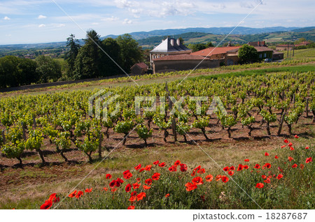 golden stone Beaujolais Village golden stone Beaujolais Village 18287687