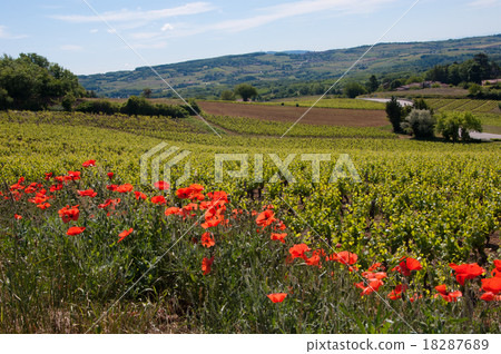 golden stone Beaujolais Village 18287689