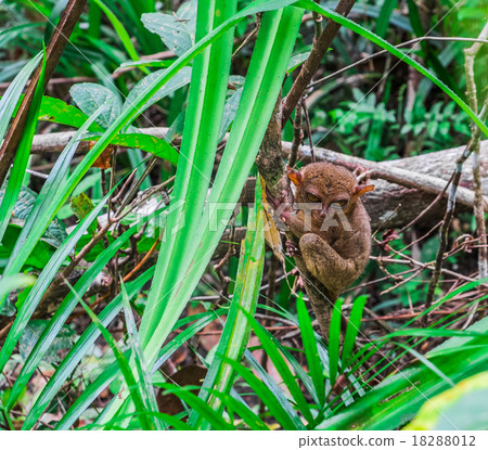 Tarsier in the jungle 18288012