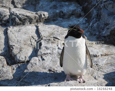 Leisurely relaxing Iwatobi penguin at the Kasai Waterfront Garden 18288248