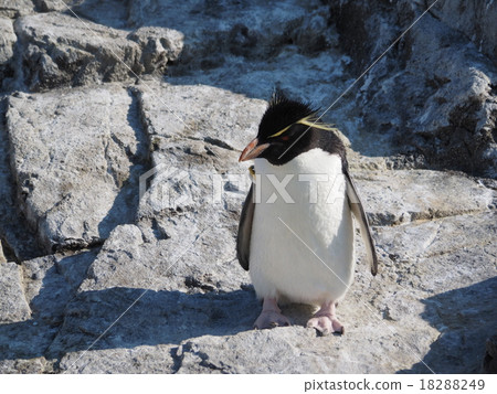 Leisurely relaxing Iwatobi penguin at the Kasai Waterfront Garden 18288249