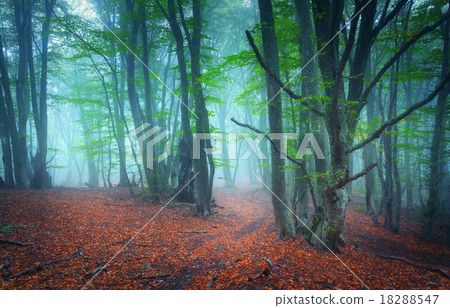 Trail through a mysterious  forest in fog. Autumn 18288547