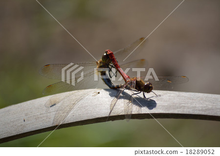 Mating Mating 18289052