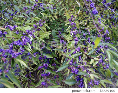 Komurasaki水果 18289400