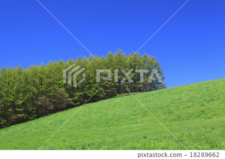 北海道美瑛町草原和新鮮的綠色落葉松林 北海道美瑛町草原和新鮮的綠色落葉松林 18289662
