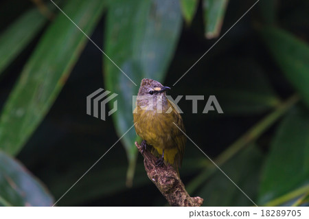 beautiful flavescent bulbul 18289705