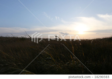 French swamp French swamp 18290383