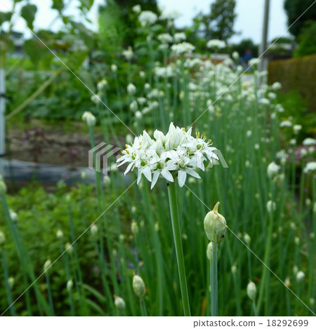 Nira Flower Nira Flower 18292699