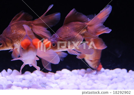 神奇的金魚 神奇的金魚 18292902