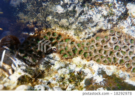 Maui Iwa Senugi Chaku Maui Iwa Senugi Chaku 18292978