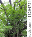 Powerful big ginkgo 18294724