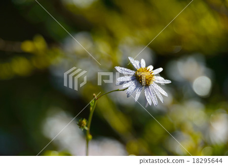 Aster tataricus 18295644