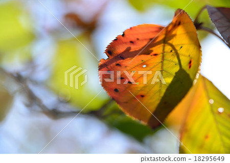 leaves of autumn 18295649