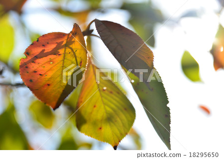 leaves of autumn 18295650
