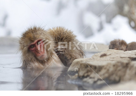 monkey, monkeys, hot spring 18295966
