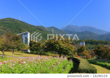 Cosmos of Hadano Togawa Park Cosmos of Hadano Togawa Park 18296129