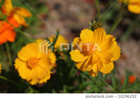 姚開花的波斯菊黃色花 18296282