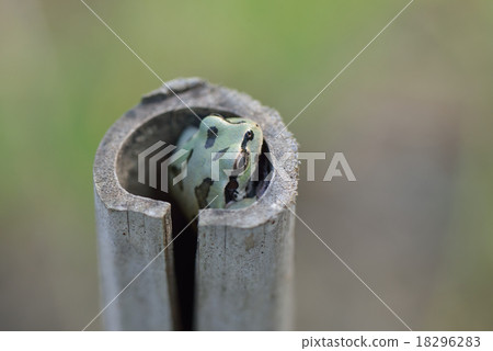 曬日光浴的青蛙 18296283