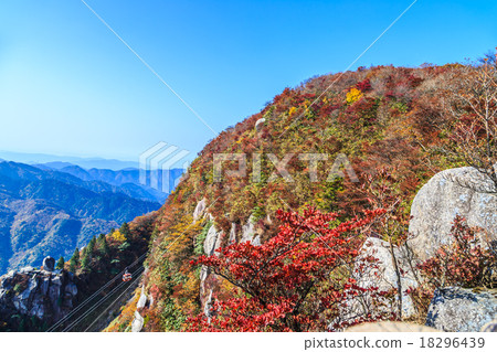 Omikadake秋葉 18296439