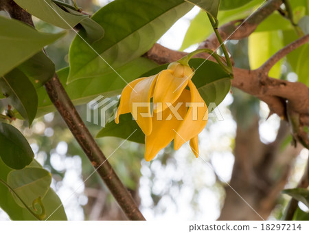 ylang-ylang 18297214
