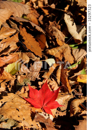 Fallen leaves Fallen leaves 18297323