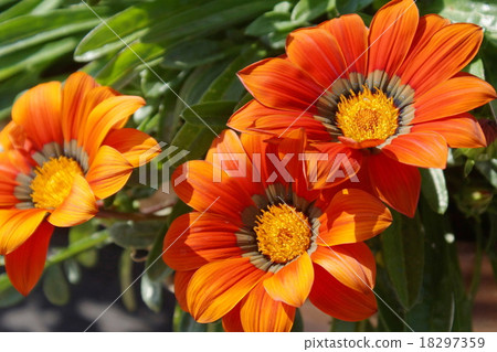 雜色菊屬植物紅色花 18297359