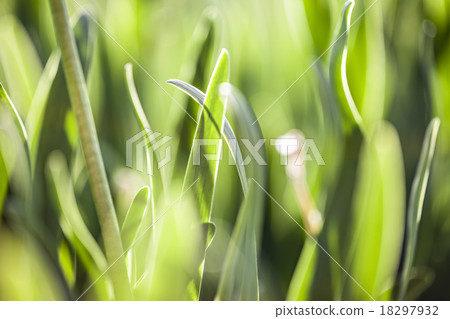 Green grass. Soft focus Green grass. Soft focus 18297932