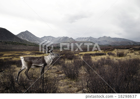 Deer Wildlife Tranquil Remote Rural Hill Mountain Concept 18298637