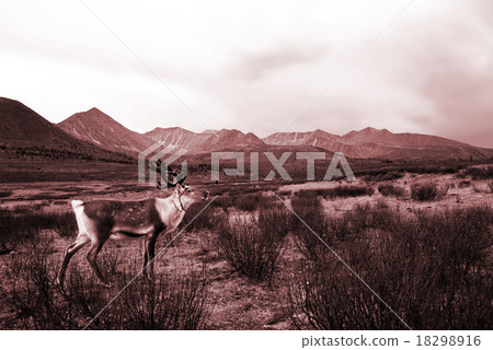 Deer Wildlife Tranquil Remote Rural Hill Mountain Concept 18298916