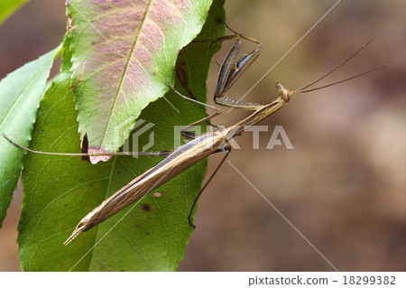 close up of mantodea close up of mantodea 18299382