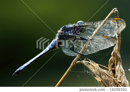 dragonfly  and web 18299392