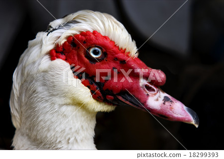 duck whit blue eye in portofino duck whit blue eye in portofino 18299393