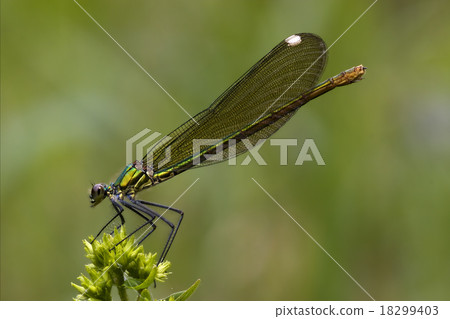 side of wild gold green dragonfly 18299403