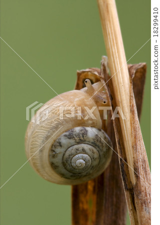 head of wild brown gastropoda head of wild brown gastropoda 18299410