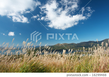 Wither Wither 18299488