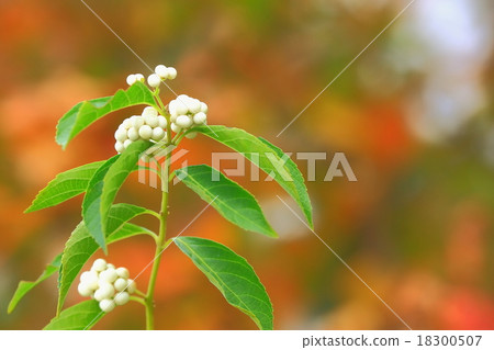 White silk white fruit White silk white fruit 18300507