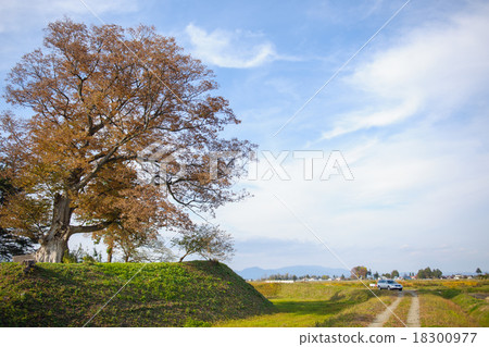 城堡的主要寺廟廢墟偉大的zelkova秋田 城堡的主要寺廟廢墟偉大的zelkova秋田 18300977