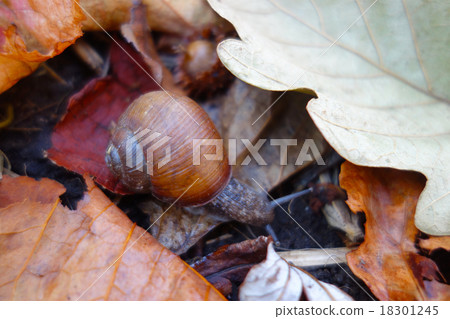 Snail image of spring fall Snail image of spring fall 18301245