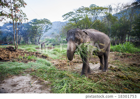 Asia Elephant eating grass. 18301753