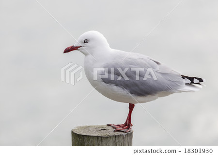 Black-billed Gull Black-billed Gull 18301930