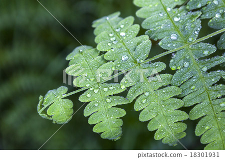 green leaf with water drops 18301931