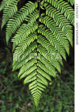 Silver fern 18302017