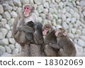 A monkey 18302069